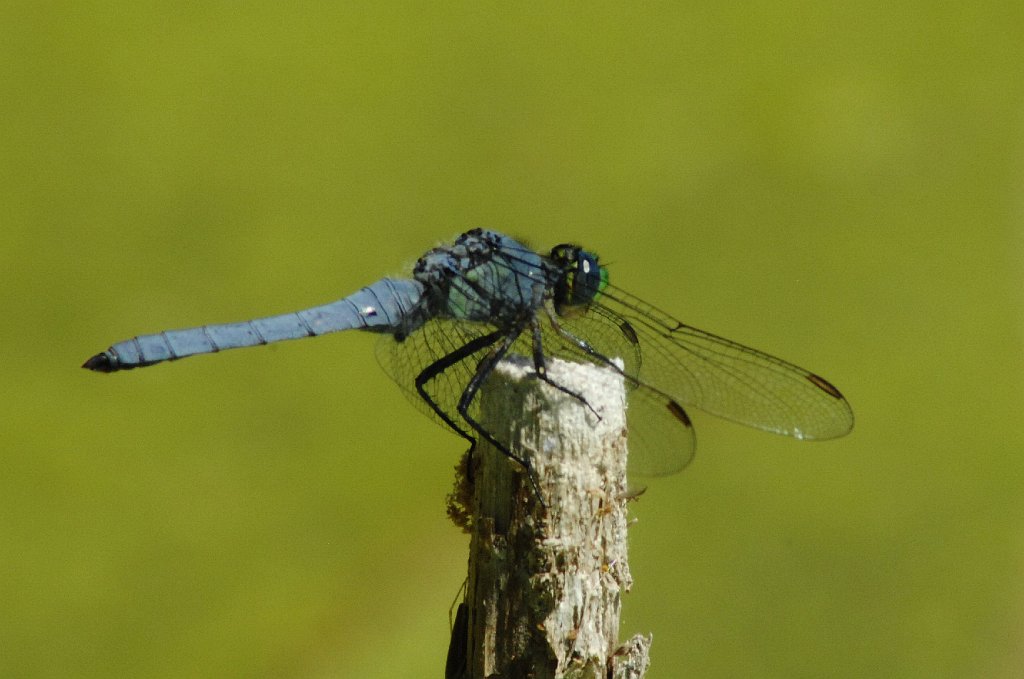 116 2010-07013943 Bear River Bird Refuge, UT.JPG - Western Pondhawk (Erythemis collocata) Dragonfly. Bear River igratory Bird Refuge, UT, 7-1-2010